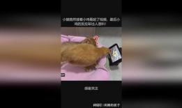 小鸡视频,趣味横生的萌宠日常